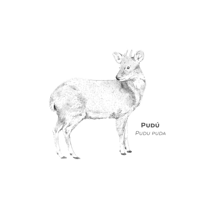 Polera Mujer Pudú