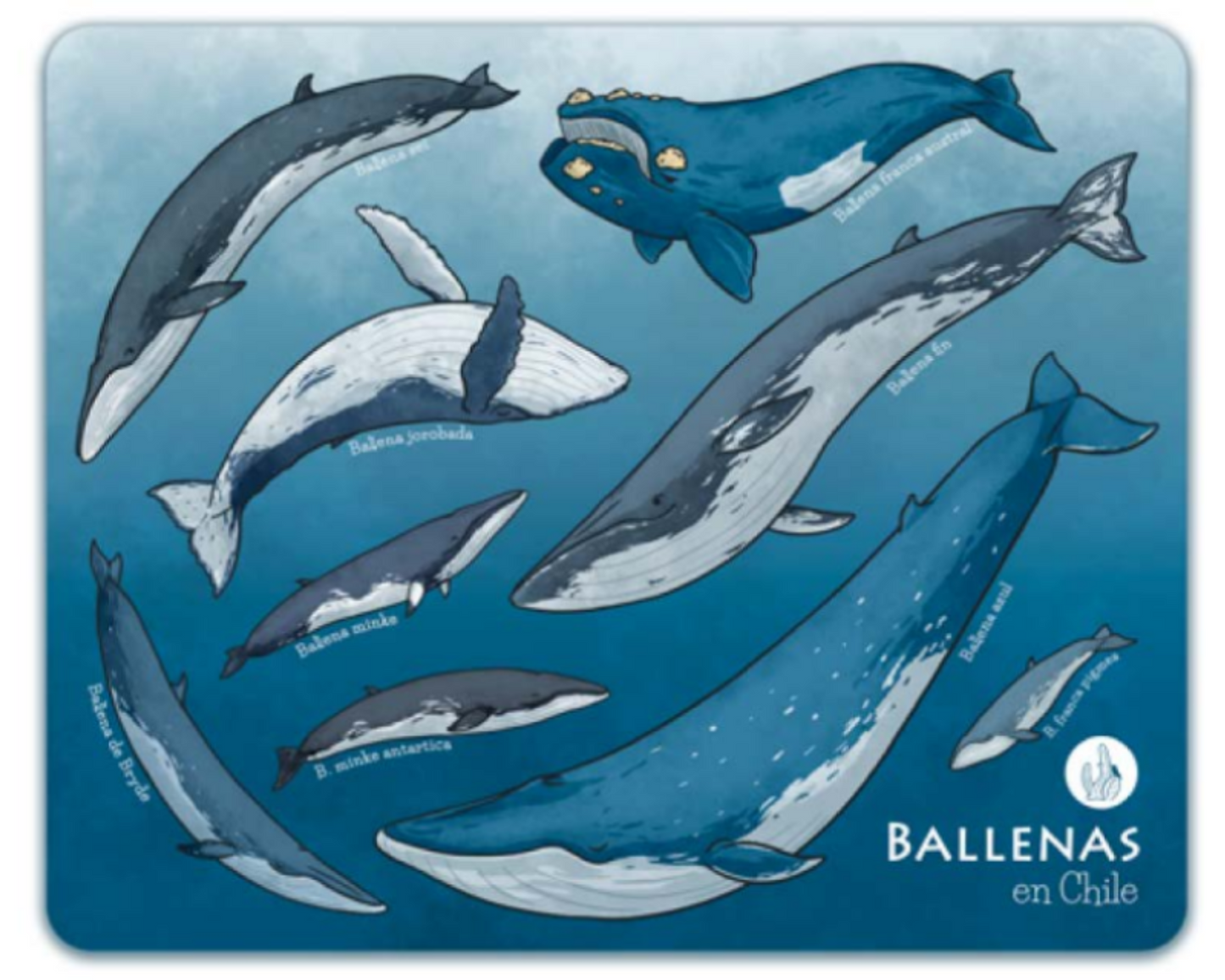 MOUSEPADS Fauna Chilena Ilustrada.